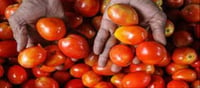 New Scare Among Indians - Tomato Theft-Karnataka...?